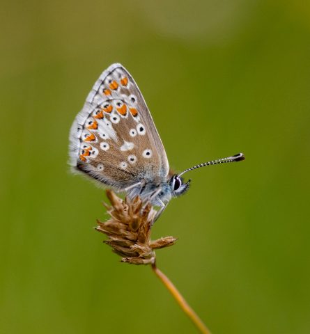 COMP 1 Colour PDI 19 Common Blue by Derek Martin