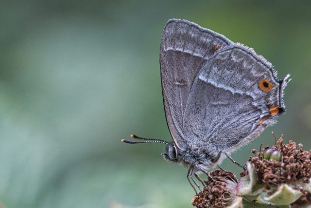COMP 1 Colour PDI 19 Purple Hairstreak by Dave Gilbert