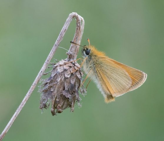 COMP 1 Colour Print 19 Small Skipper by Alan Booth