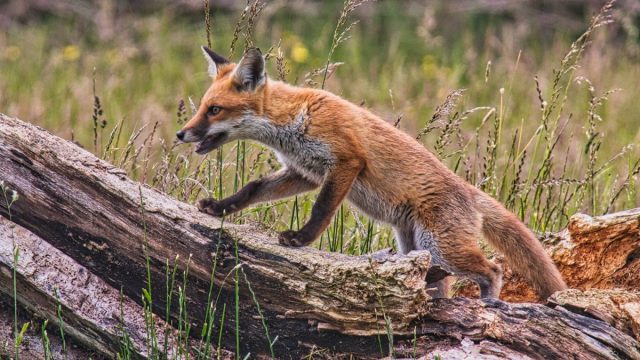 COMP 2 Colour PDI 18 Fox Hunt by Dave Gilbert