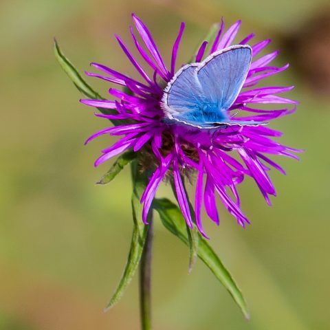 COMP 2 Colour PDI 18 Small Blue On Knapweed by John Scott