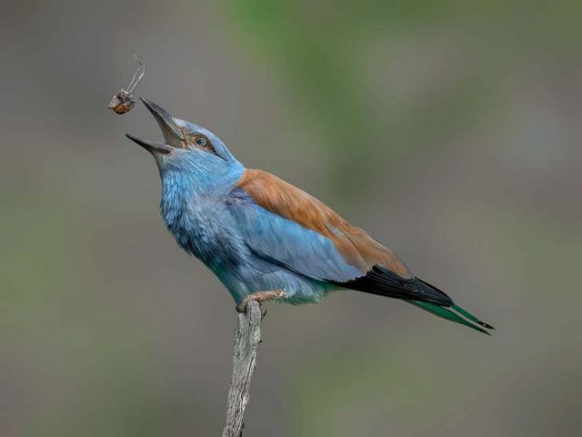 COMP 2 Colour PDI 19 European Roller by Trevor Lane