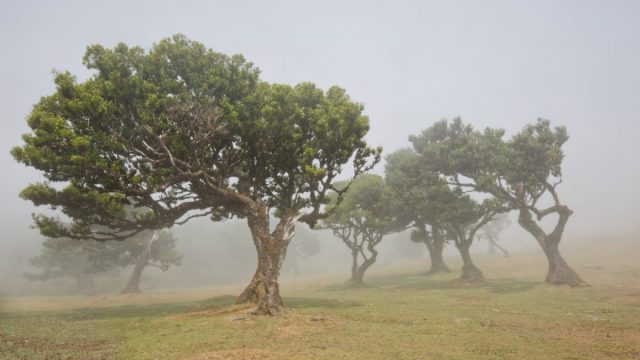 COMP 2 Colour PDI 19 Fanal Forest by Colin Place