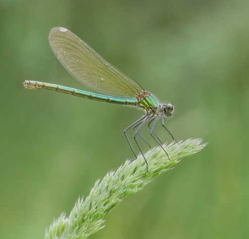 COMP 2 Colour PDI 20 Banded Demoiselle Female by Alan Booth
