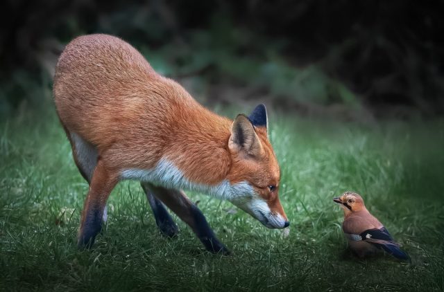 COMP 2 Colour Print 18 Un Regard De Renard by Martin Bamford