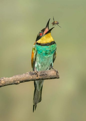 COMP 2 Colour Print 20 European Bee-eater by Trevor Lane
