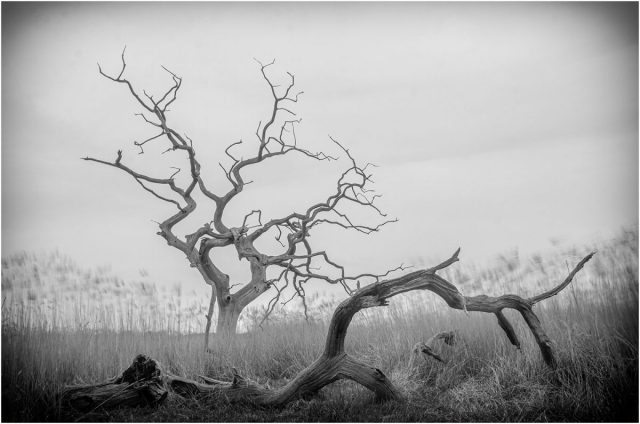 COMP 2 Mono PDI 20 Tree At Snape Maltings by Bob Child