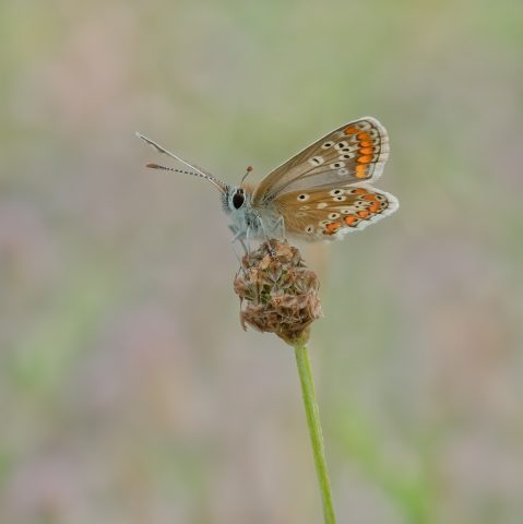 COMP 4 COLOUR PDI 20 Brown Argus by Alan Booth