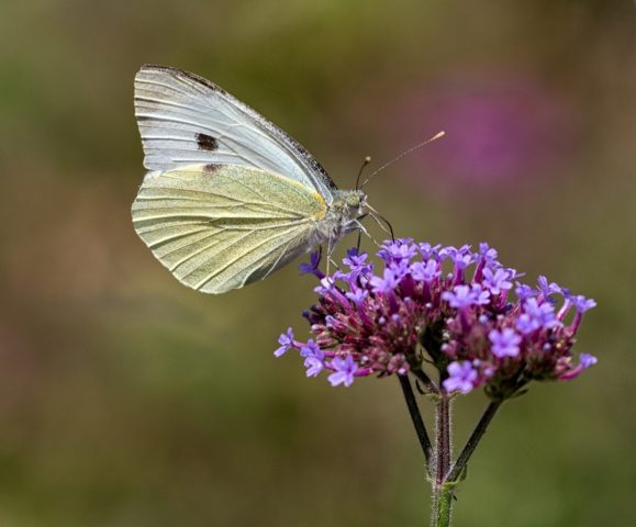 COMP 4 COLOUR PRINT 18 Large White by Derek Martin