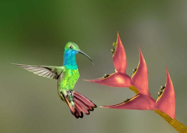 COMP 4 COLOUR PRINT 20 Black Throated Mango Humming Bird by Trevor Lane