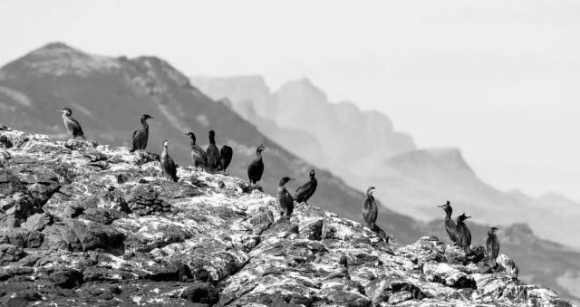 COMP 4 MONO PDI 18 Bird Line-up by John Tanner