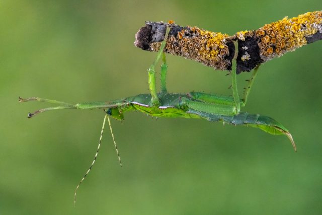 COMP 5 COLOUR PDI 18 Malayan Jungle Nymph by John Tanner