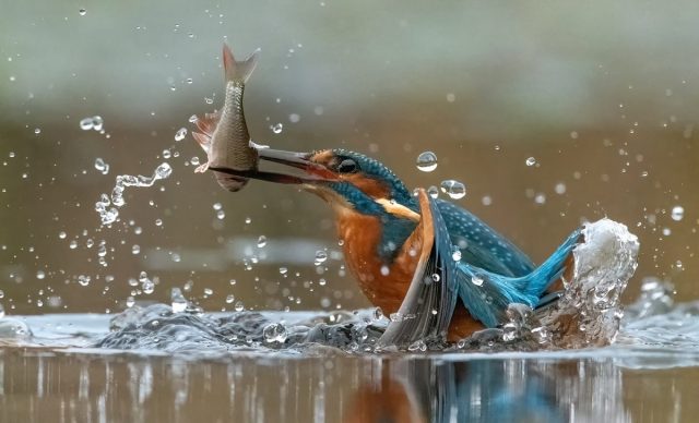 COMP 5 COLOUR PDI 20 Successful Dive by Vin Scothern