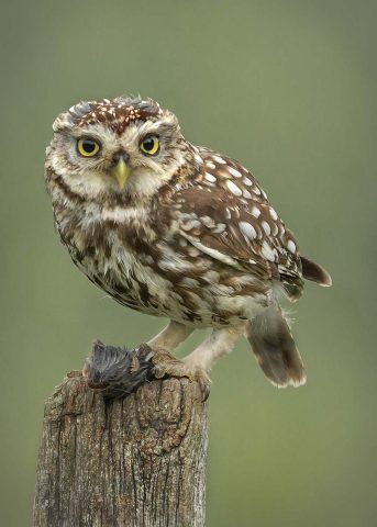 COMP 5 COLOUR PRINT 19 Little Owl by Trevor Lane